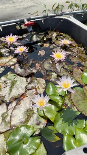 7/15咲き乱れる熱帯睡蓮🌸オスタラ&ブリンク #ビオトープ #flowers #ガーデニング #メダカ #めだか #睡蓮 #園芸 #garden #お花 #アクアリウム #スイレン