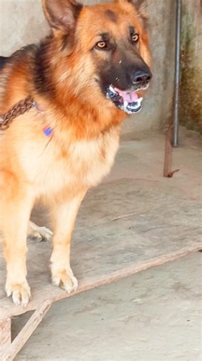 cutest big dog barking sound dog barking video #viral #germanshepherd #dogsound #dogvideos