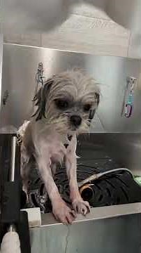 Snoopy- Maltese Shih Tzu mix - #doggroominglife #grooming