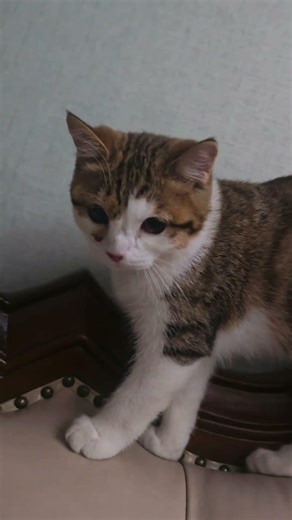 小G化身蜘蛛侠，房间里飞檐走壁Grumpy G as Spider-Man — crawling ceilings like it's nothing 😾🕸️