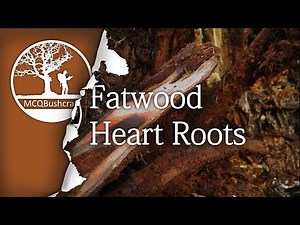 Bushcraft Fire Lighting: Finding Fatwood Heart Root Tinder