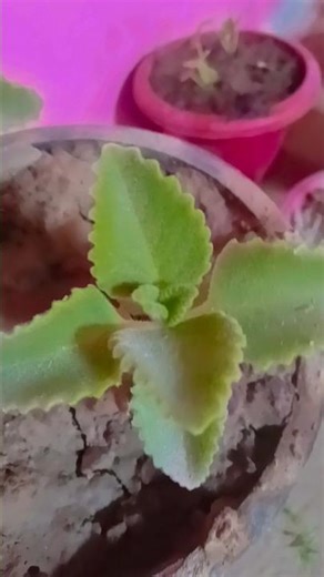 purning grow करने के लिए 🪴