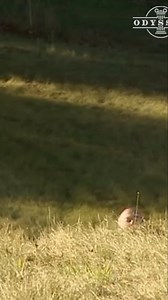 178K views · 2.5K reactions | Unearthing Roman Secrets: Cotswolds Mosaic Discovery! | Odyssey - Ancient History | Facebook