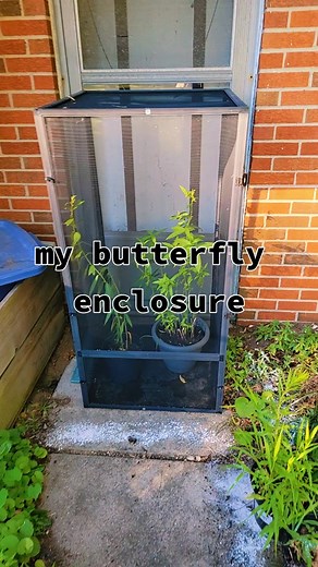 #butterfly #butterflyhouse #savethebutterflies #butterfliesoftiktok #monarchbutterfly #doubleexposure #reptilehabitat #satisfying #nature #puremichigan #michigan #summervibes
