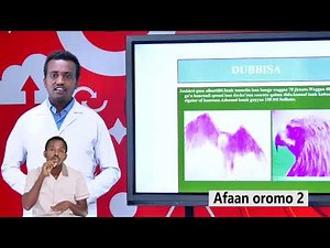 Afaan oromo grade 2