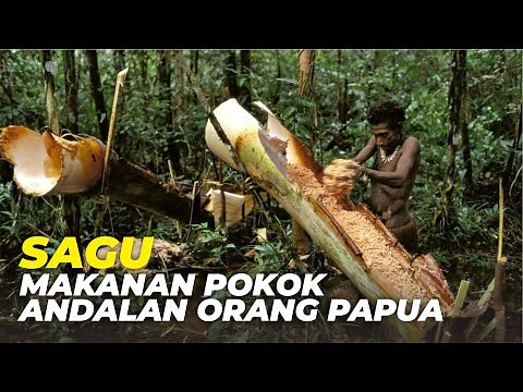 Mengenal Tanaman Pangan Sagu dan Sejarahnya Hingga Menjadi Makanan Pokok Favorit di Papua dan Maluku