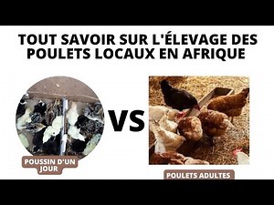 Tout savoir sur l'élevage des poulets locaux : Guide pour débutant et pros
