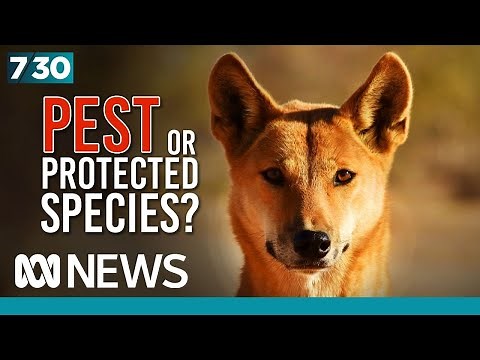 The fight to save the dingo is being supported by Indigenous farmers | 7.30
