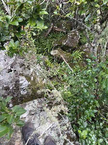 1.3K views · 40 reactions | Abseiling this section is Level 2. Next time we will abseil and climb it using the same rope. Then it will be Level 3. If you are climbing with top belay- its Level 4 as you need good climbing skills. If you climb it without rope- you are out of the team... | Vertex Exploration- Mauritius | Facebook