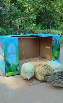 Creative unique method bird trap using paper box