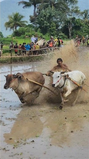 Pacu Jawi Story‼️ The Wild Bull Race from West Sumatra, Indonesia 🇮🇩 | Traditional Mud Sport #shorts