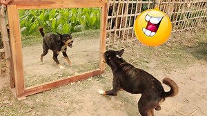 26K views · 40 reactions | Dog Against Dog Most Funniest Prank on Dog | Dog's Hilarious Reaction to Mirror #prank #mirrorprank #funny #funydogvideo #funnyPrank #funnyvideo | All Time Best Fun Tv | Facebook
