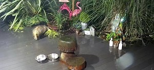 6.5K views · 1.1K reactions | Baby Bumpy off the night vision camera 殺❤️ From Saturday night  | Mr Lumpy & Friends. | Facebook