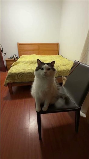 Scratch the catワシワシエドガー