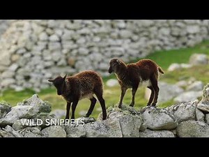 Soay Sheep