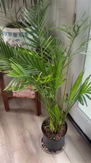 Costa Farms Bamboo Palm Live Plant in Decorative Pot #houseplants