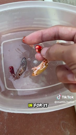 The Process of Molting in Shrimp | Molting