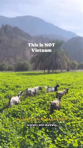 Ahmed Almarzooqi on Instagram‎: "اكتب "وادي" في الكومنت و بيوصل رابط التحميل ….. تطبيق يودّيك لأماكن طبيعية ومغامرات مخفية في الإمارات مسارات مشي، تخييم، وشلالات بعيد عن الزحمة. اكتشف الإمارات من زاوية ثانية Write “WADI” in the comment section and you will receive a link …. A go-to app for discovering hidden nature spots and outdoor adventures across the UAE—hiking trails, camping areas, and scenic escapes away from the crowds. Explore the UAE differently"‎