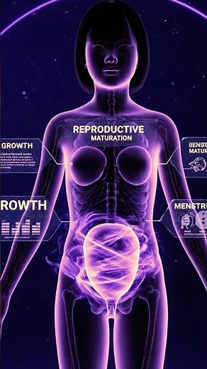 Female Reproductive System Development