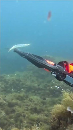 Les Bécunes en Chasse sous-marine