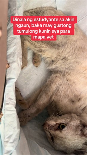 Solorescuer ako at wala akong kakayanang dalhin siya sa vet, muntik daw masagasaan kahapon kaya kinuha ng estudyante at dinala sa akin. Baka po nay gustong tunulong madala sa vet si ming please pakirescue po ninyo sya. #helpforming #fyppppppppppppppppppppppp #kindnessmatters🦋 #taylorswift #catlover