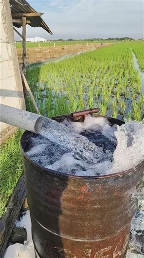 irrigation of rice from drilled well spring water sources.