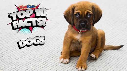 Top 10 Facts About Dogs! - Fun Kids - the UK's children's radio station