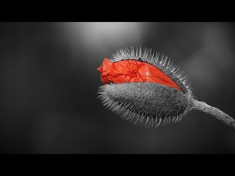 Gimp 2.10: Colorkey – deutsch (Anfänger Tutorial)