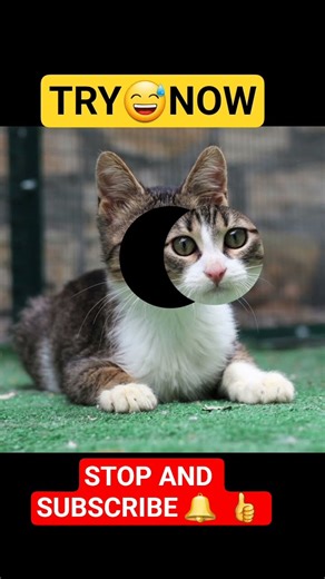 👉Try Not To Fail 🤣(99.99% log Fail😅)#shorts #challenge