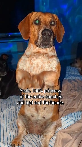 Half royal German duchess, half French noble tracker, and 100% princess of the couches, bed and the house. Bahaha 😆 😂 #mysassydog #doglife | Mia Beweenie