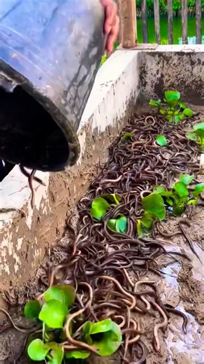 Eel farming #eelfarming #eelcatch #howtoeelfarm