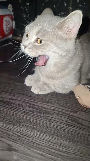 Beautiful eyes cat looking me is so big eyes 🐈‍⬛#cat #catlove #cutecat #shorts #foryou #fuunycat