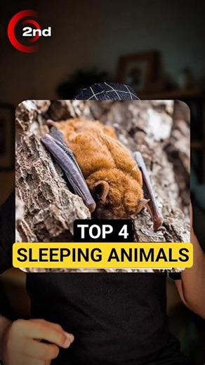 Which Animal Sleep The Most? 🤔