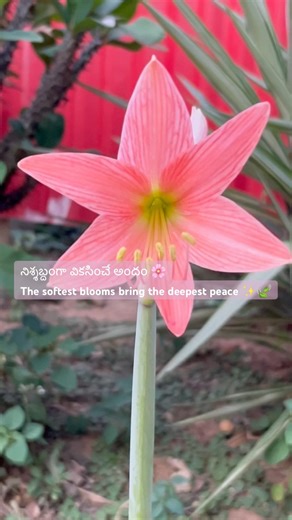 Soft blooms🌸, softer moments✨#lily#peachflower #explorepage#blooms #theslowstories#trendingshorts