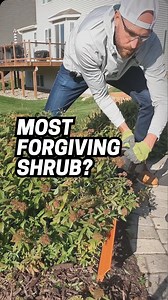 7K views · 13 reactions | MOST FORGIVING SHRUB? ⤵️ I’ve been asked a...