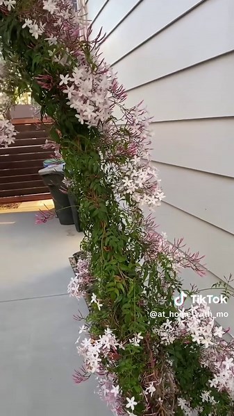 Beautiful Pink Jasmine Blooms and Growing Tips