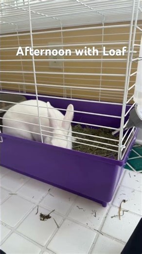 Sparky: num num num num