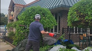 3.6K views · 22 reactions | Just wanted to share a quick peek at how I tackle a weeping mulberry tree. You know the kind – beautiful, but they can be a beast to trim. #LandscapingLife #TreeCare #BusinessTips #ProLandscaper #OutdoorLiving | Keith Kalfas | Facebook