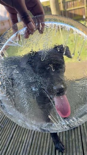 Arlo’s lil ice window😂🧊 #coldweather #dogshorts #terrier #terriermix #jackrussellterrier