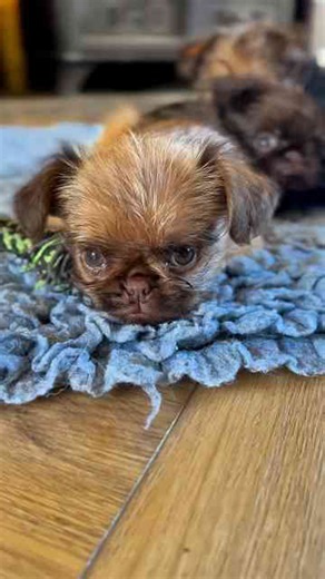 Happy memories of adorable Brussels Griffon puppies