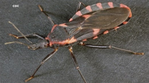 Experts in Texas warn that potentially deadly 'kissing bug' disease is spreading