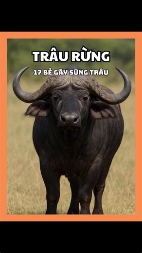 TRÂU RỪNG CHÂU PHI 17 BẺ GÃY SỪNG TRÂU #tramthiennhien #dongvat #dongvathoangda #daiduong #trau