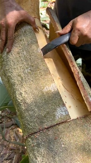Techniques for Cinnamon Bark Harvesting #farmingtech