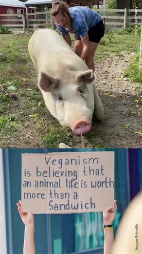 You just need to know - they are worthy of their lives. 💚 🐷: farmsanctuary (IG) 🪧: vegan_friendly (IG) #pigs #vegan #veganshare