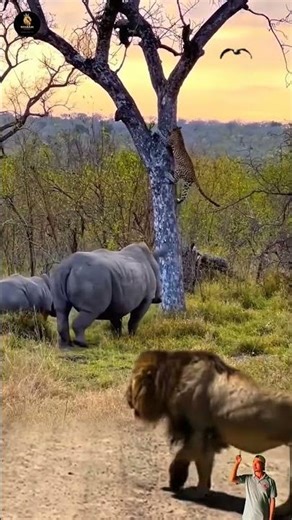 SALAH PILIH LAWAN‼️ Leopard Terjebak di Antara Badak & Singa🦏🦁