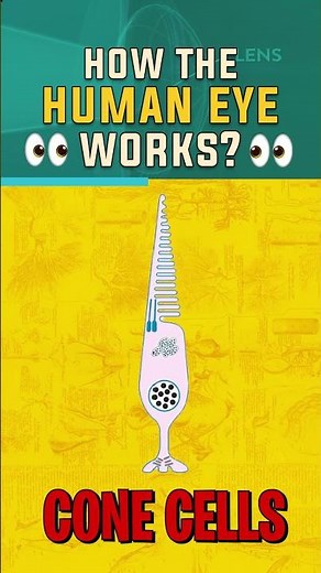 Human Eye Vision || Rods & Cones || How It Works || NCERT Concepts