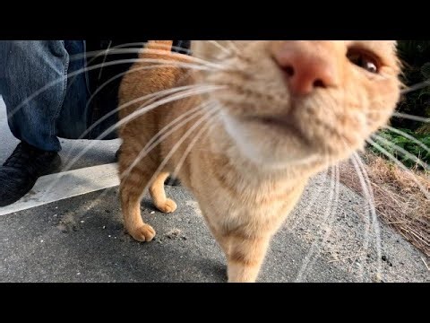 どこまでもついて来てくれる野良猫が愛くるしいのでナデナデ