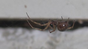 Doctors to see increase of spider bites in winter months