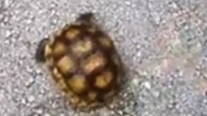 2 girls accused of torturing rare tortoise