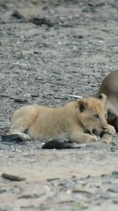 Lion cubs playing with new toy🧸🤣 #animals #wild #wildlife #safari #animal #Nature #baby #shorts #lions #viral #famousfood #hardikpandya #travelawesome #skincaregoals | Fyado fun